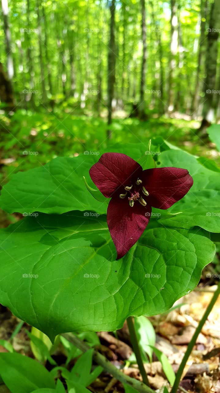 one rare red trillium in the forest