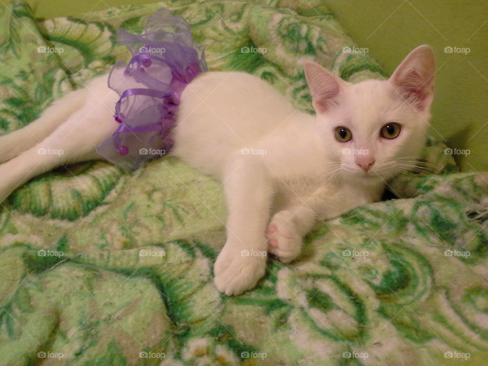 Dress up with Puff the cat!. Puff the cat having fun during a photo shoot wearing his favorite purple tutu. He loves the bells that jingle!