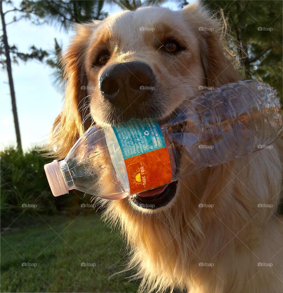 Gold retrieve recycling