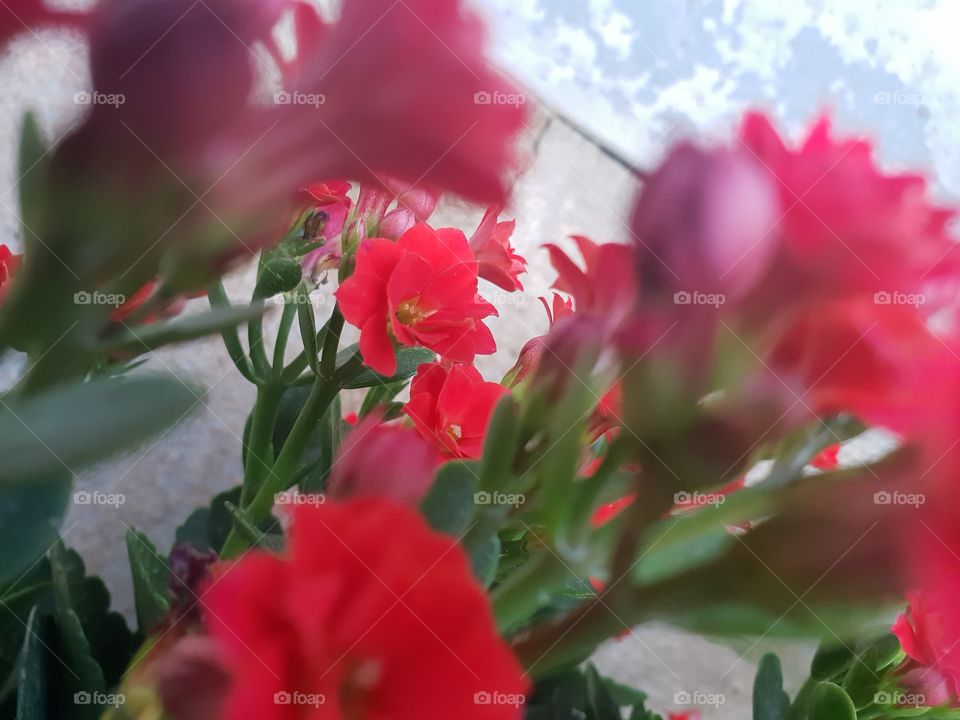 red cactus flowers