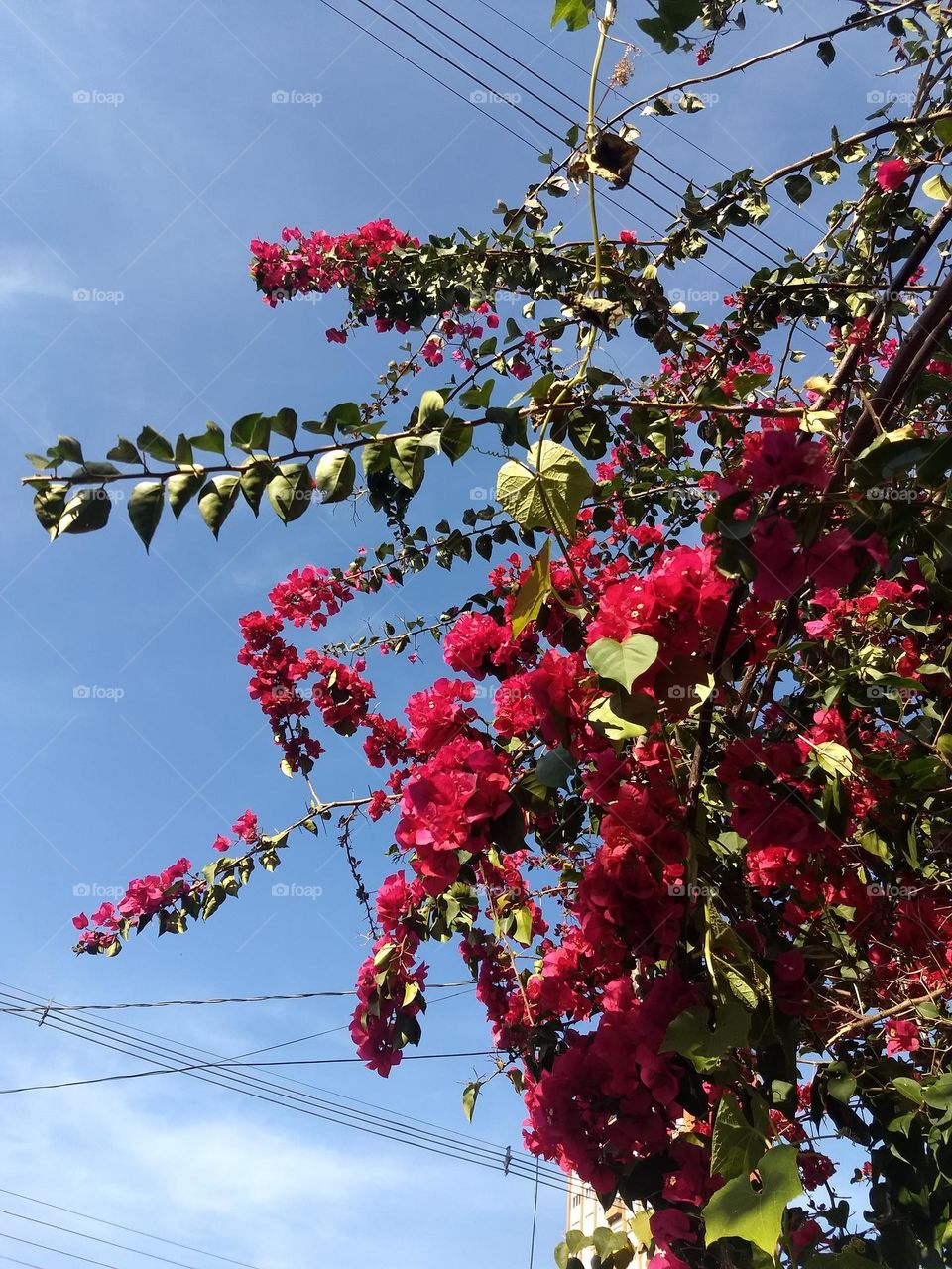 Bougainvilles and blue sky