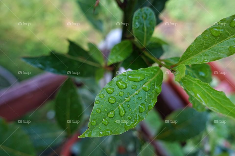 Elevated view of water drop on leaf