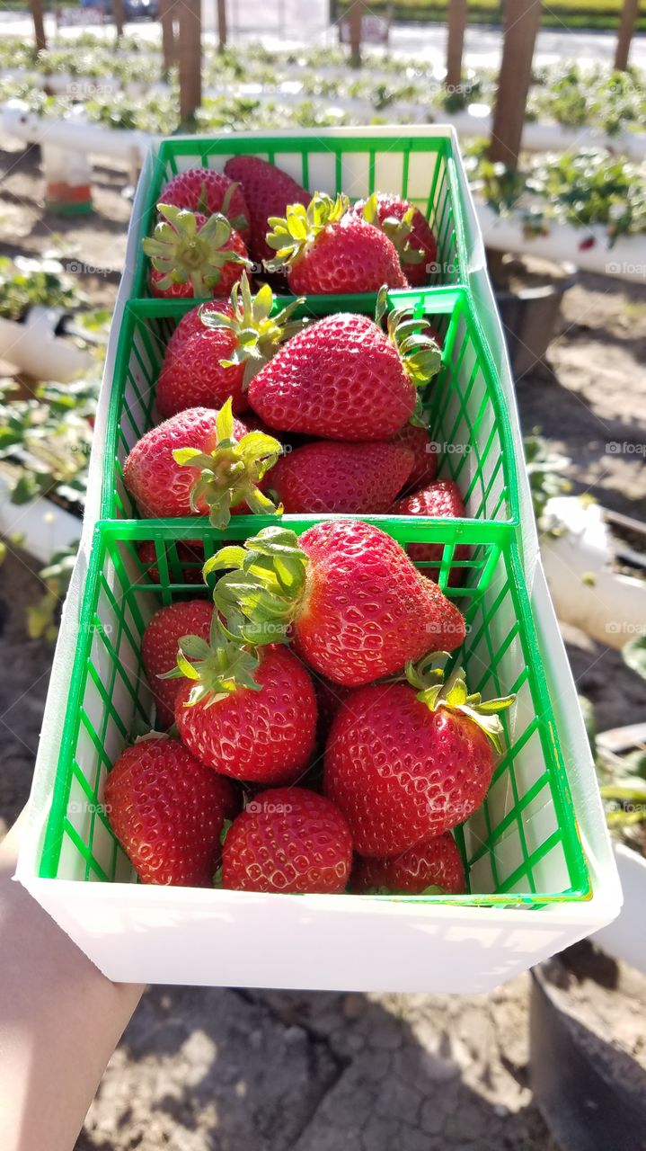 Picking strawberries