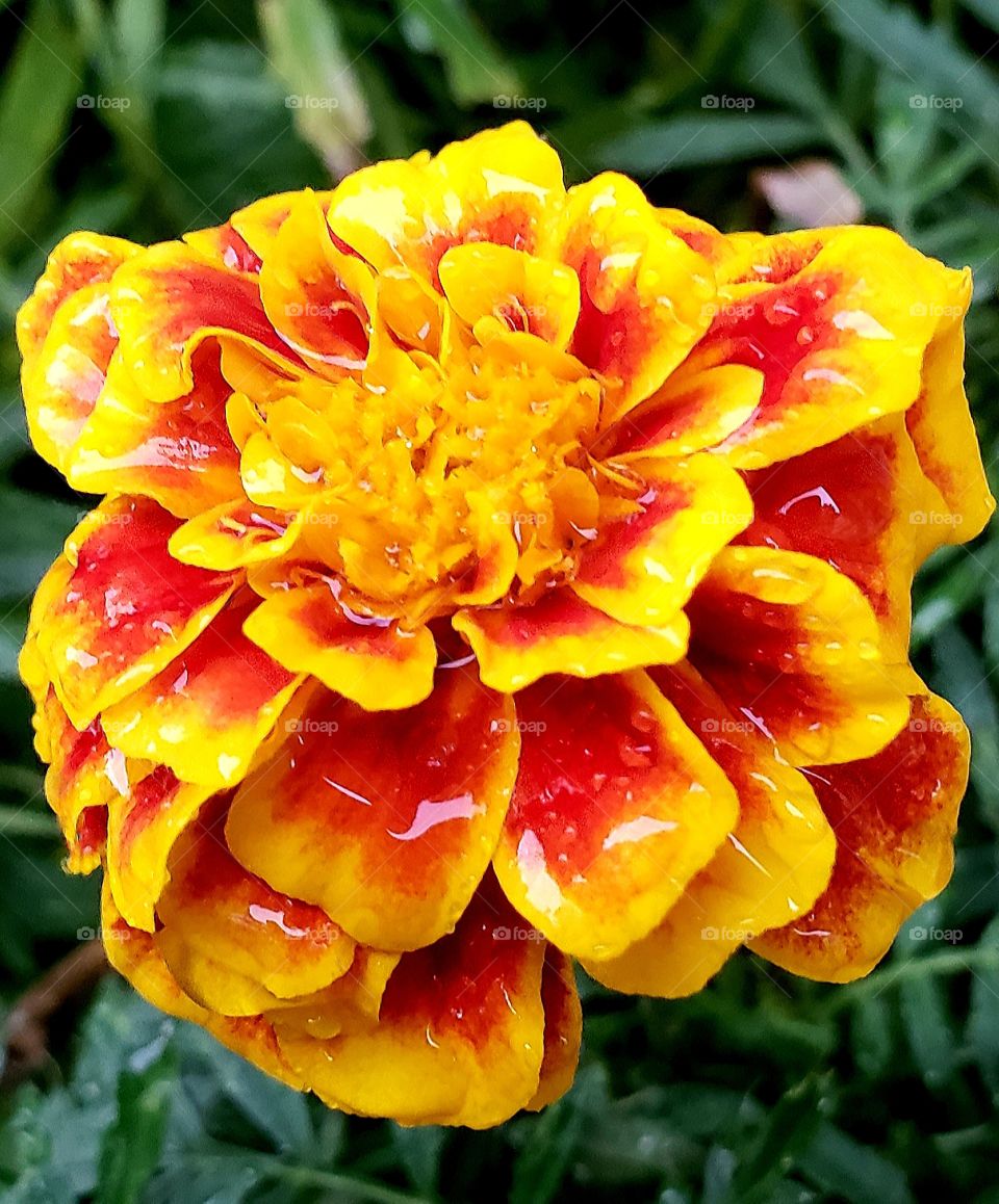 Marigold after the rain