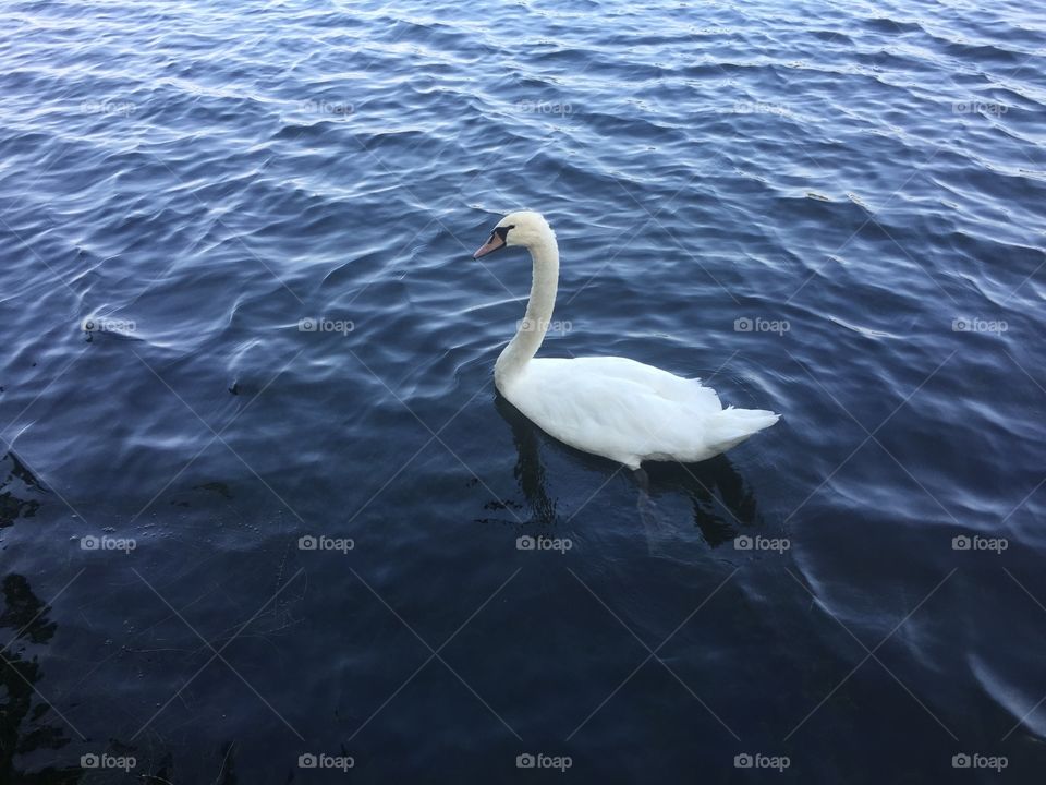 Swan on the lake 