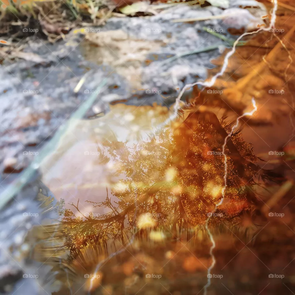 reincarnations