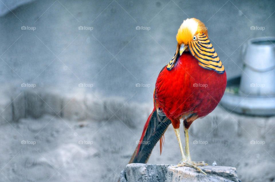 wildlife photography..