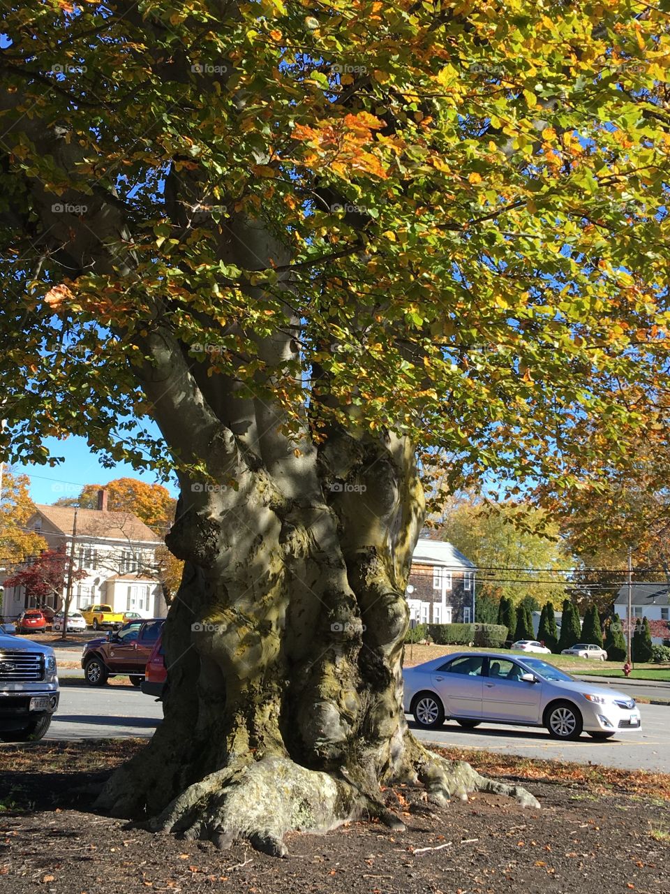Living ancient Beech Tree, huge circumference!