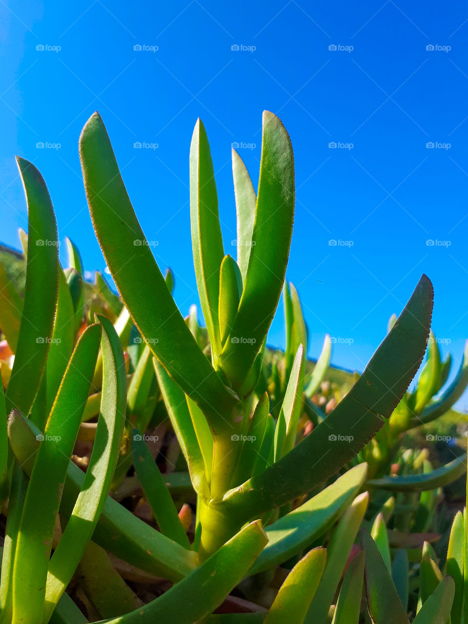 sea fig plants throw sky