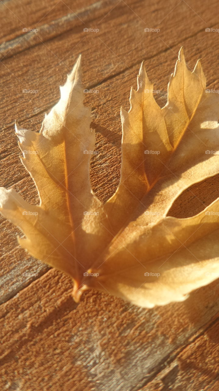 Large Yellow Leaf