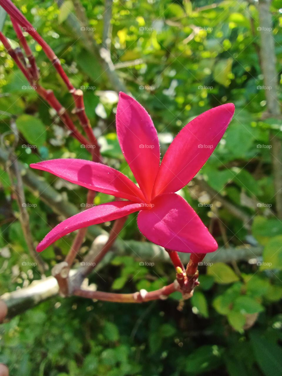 Very beautiful flower in Indonesia