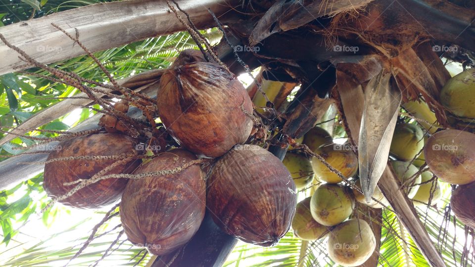 côcos secos e verdes