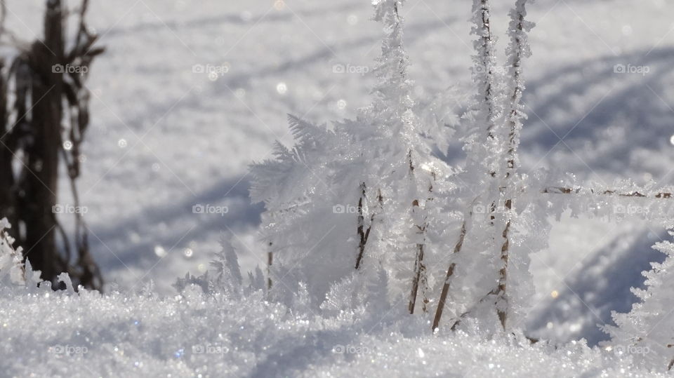 snow. nature