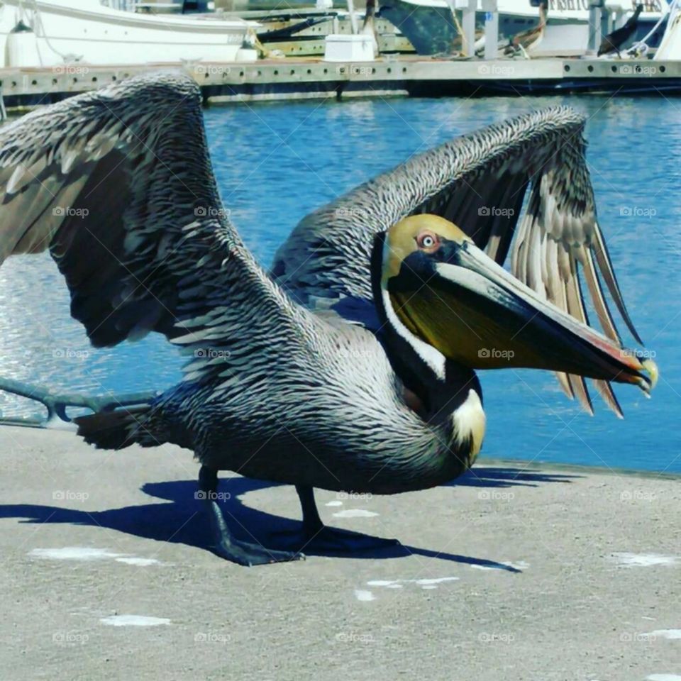 Pelican on a dock Fernandina Beach Florida 