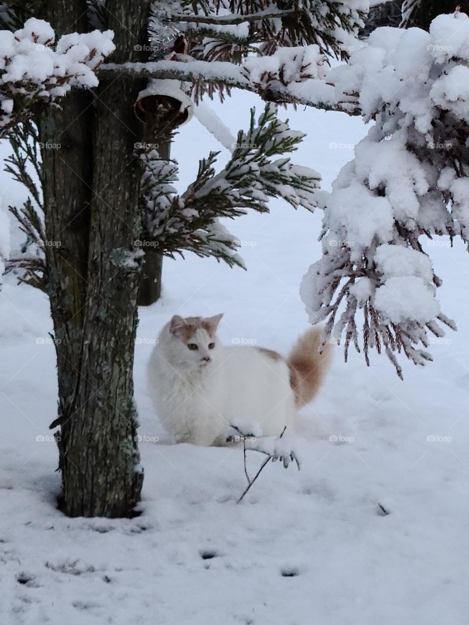 Cat in the snow * Gato en la nieve