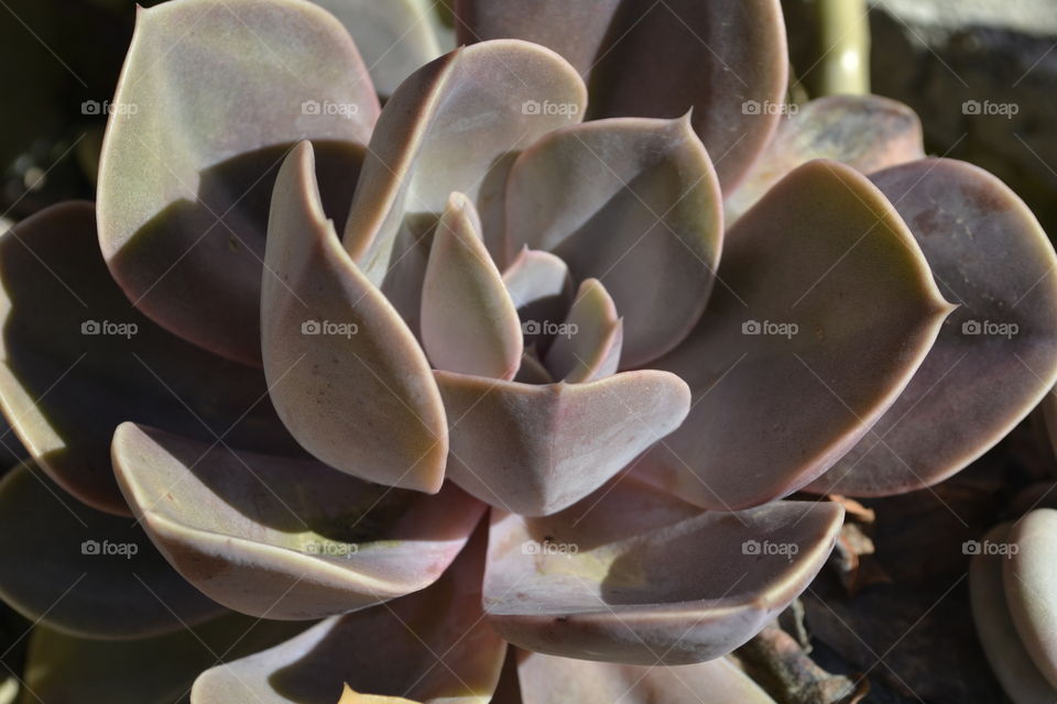 My beautiful succulent plant on my terrace.