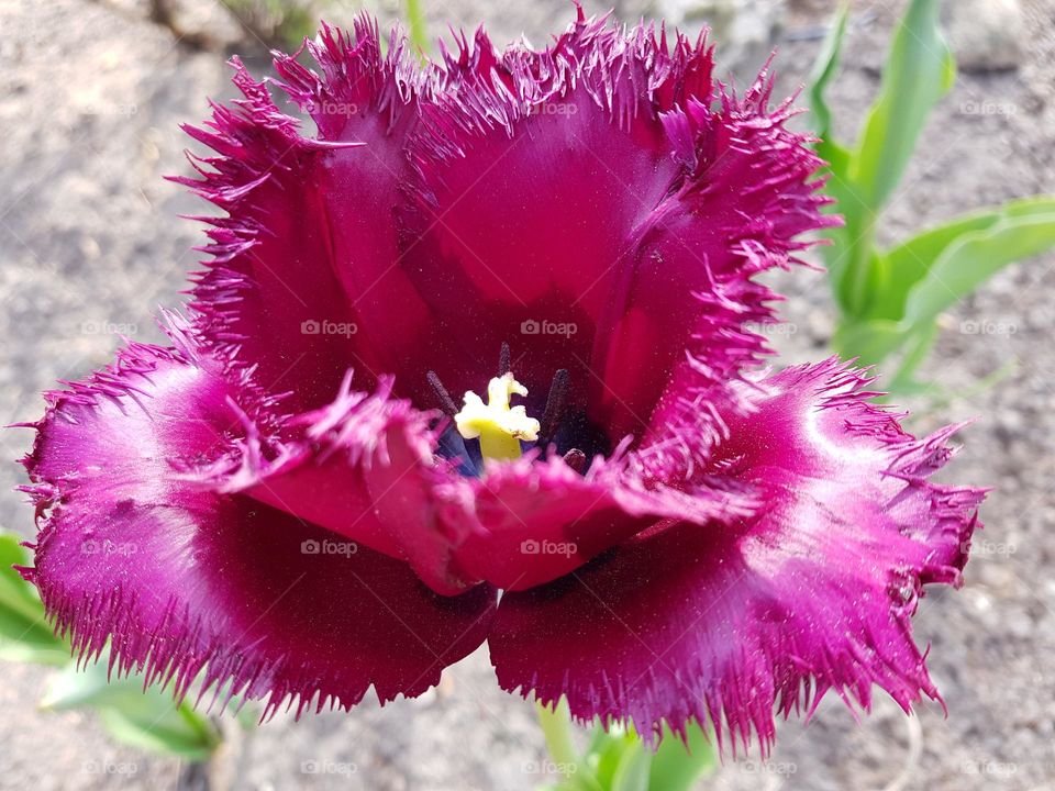 Tulip