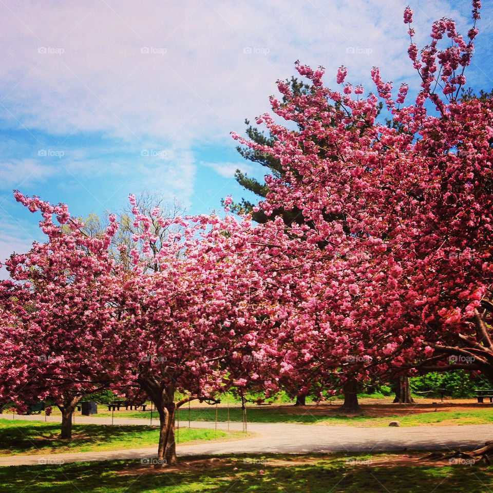 Flowering Cherry trees