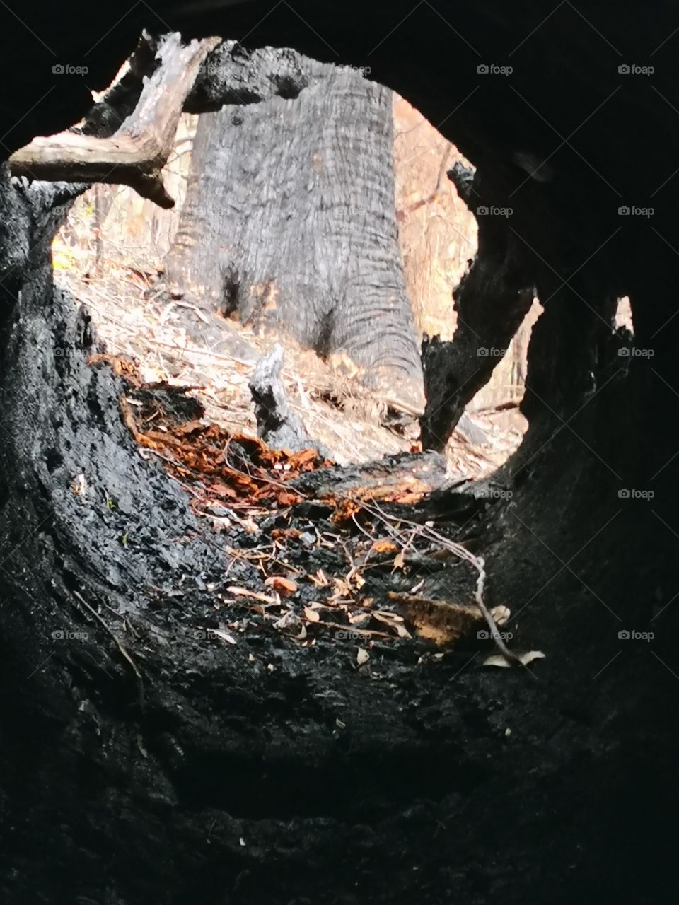 Burnt hollow log