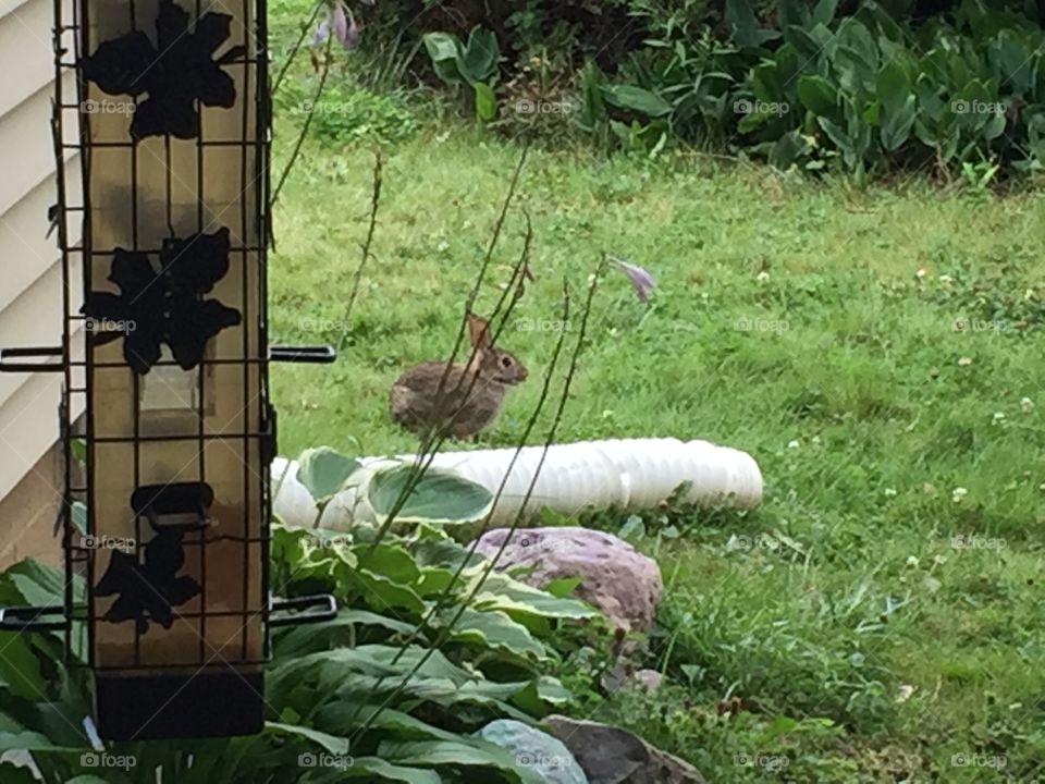 Rabbit in the yard