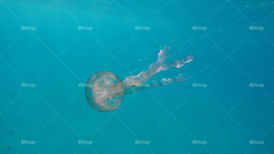 Jellyfish