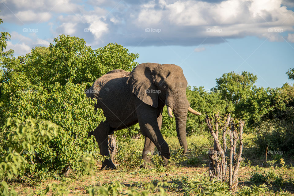 Elephants 