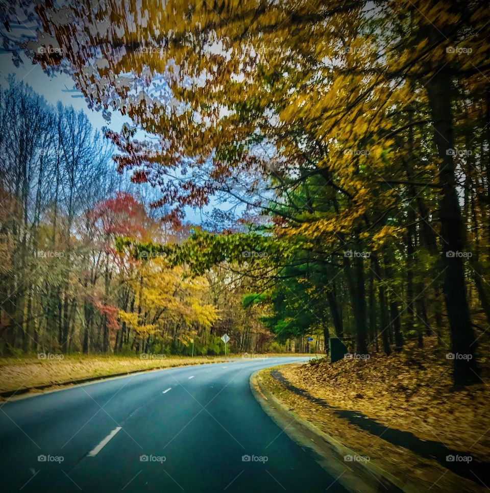 Driving in the fall woods 