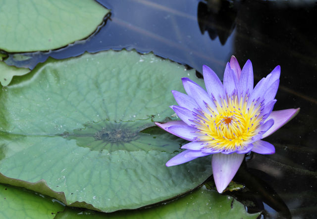 Lotus flower 