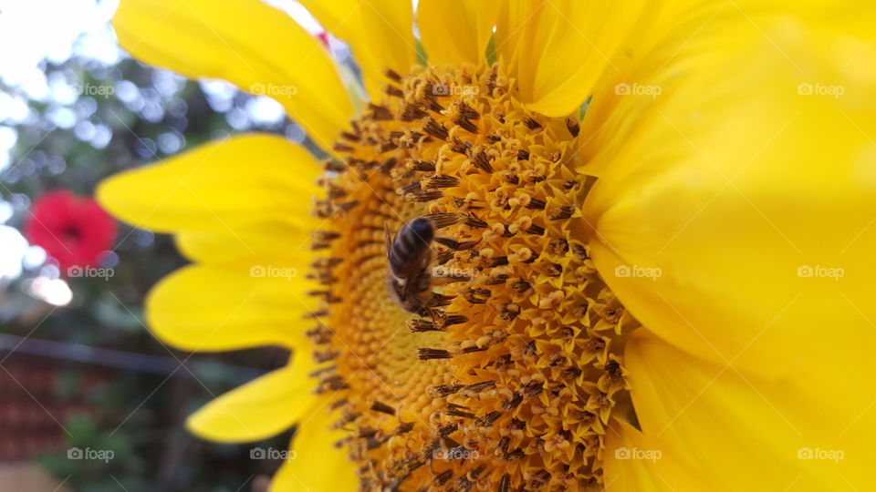 Extreme close-up of bee and sunflower