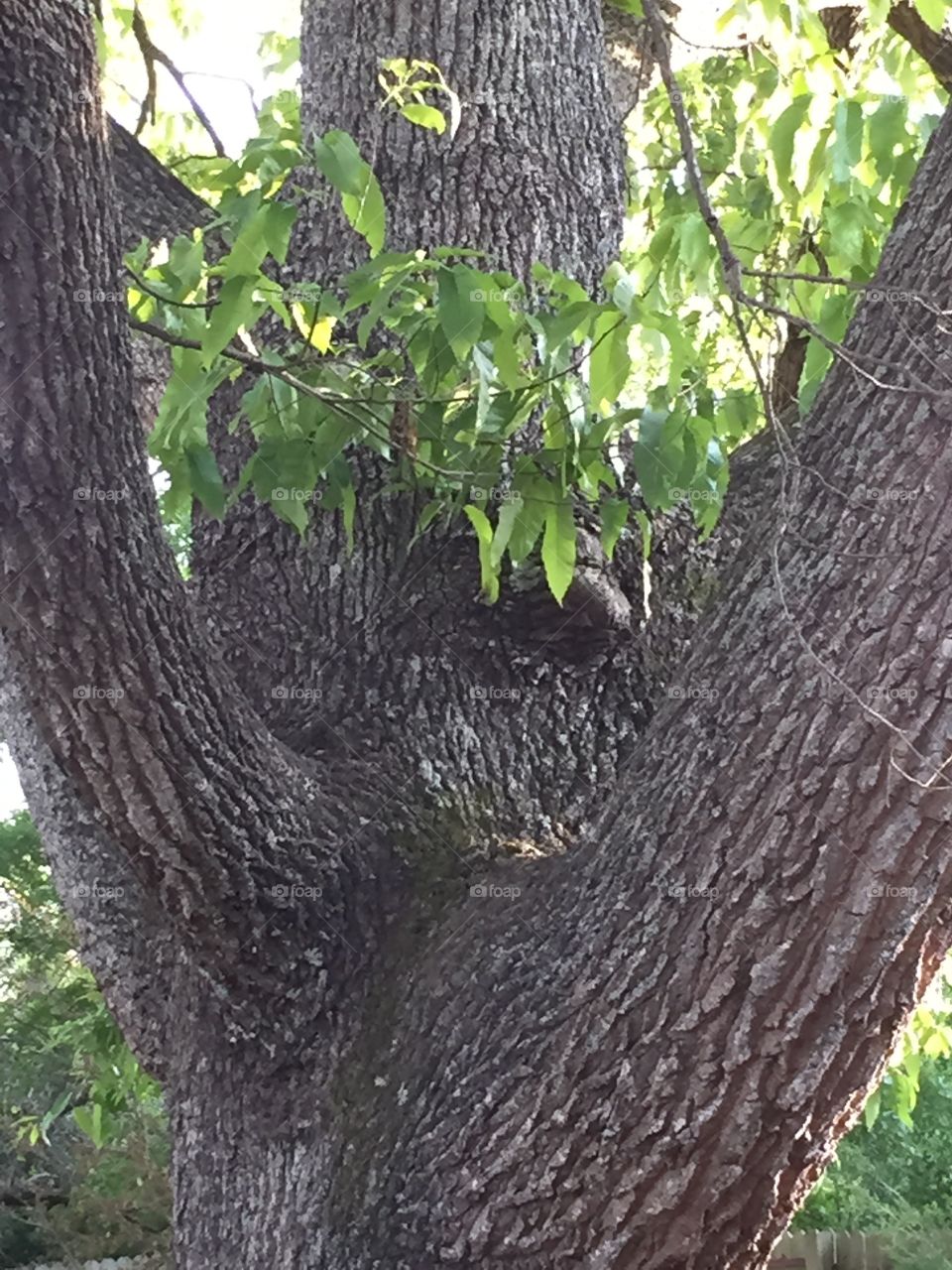 Very large tree mainly showing the diameter and the fat limbs.