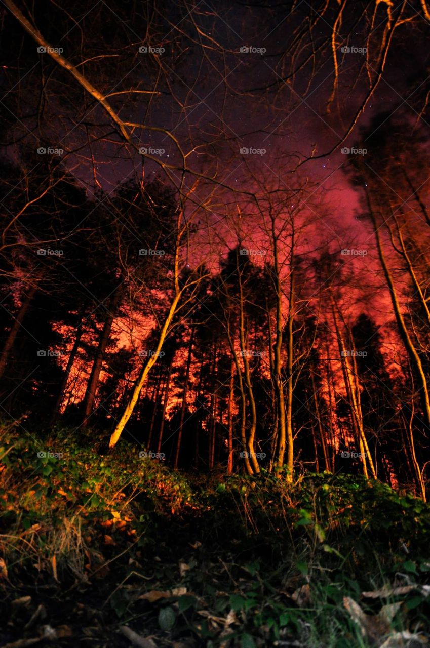 Forest at night