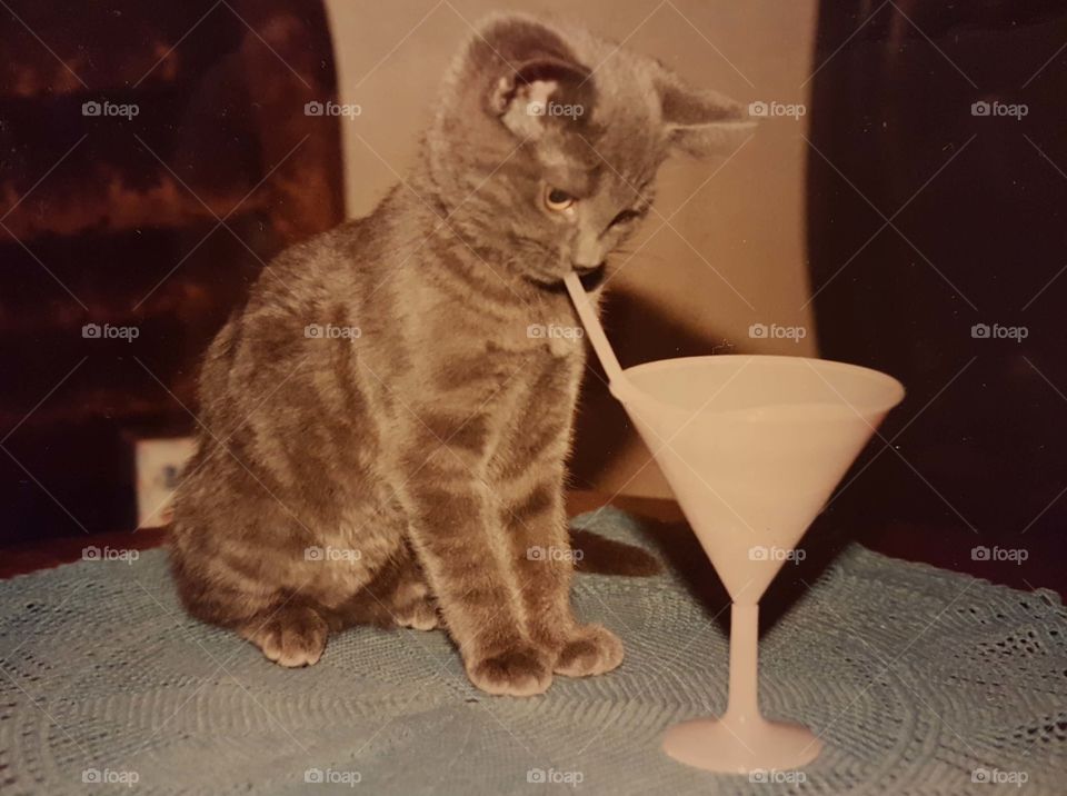 Kitten and drink