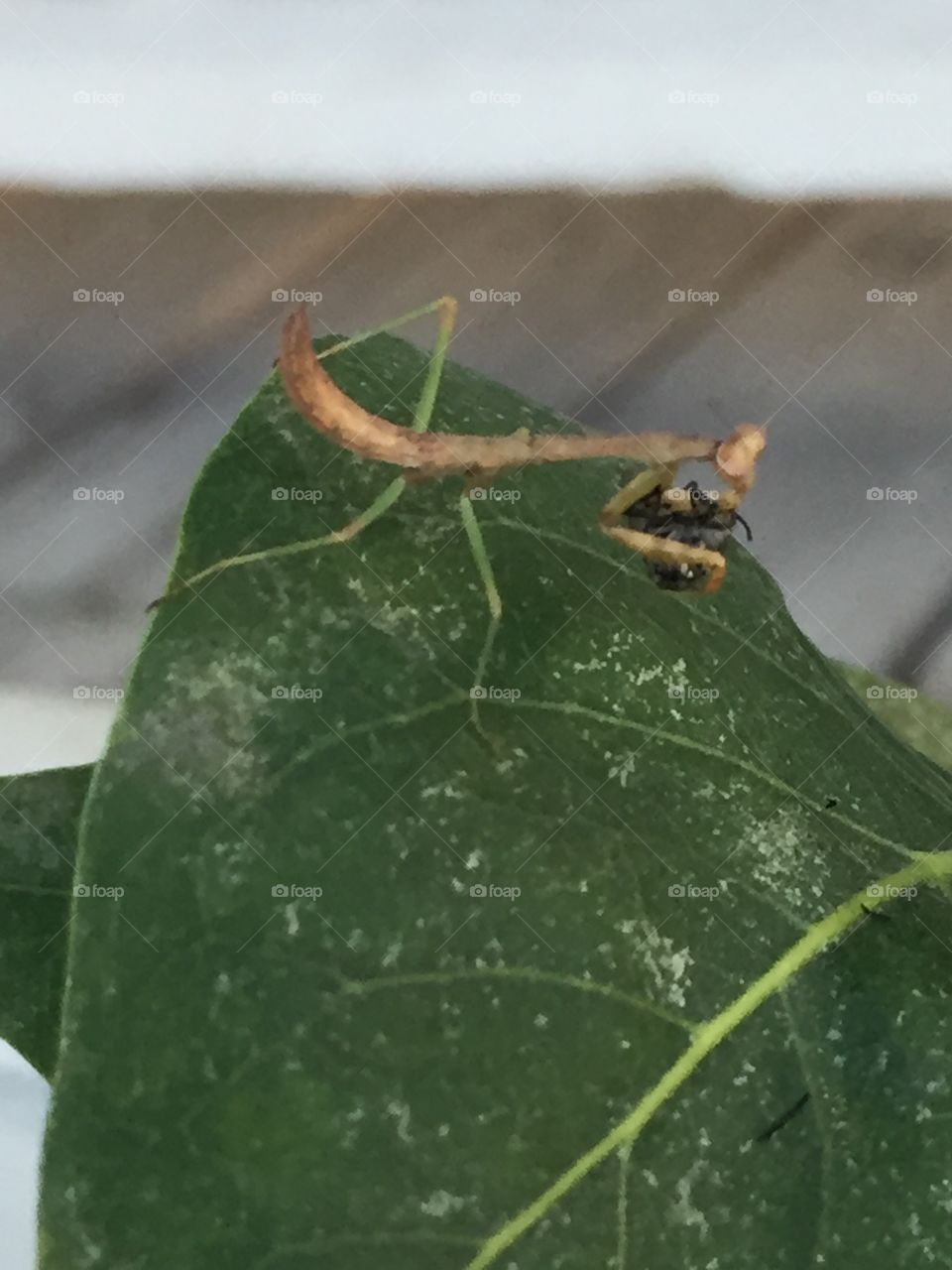 Preying mantis eating