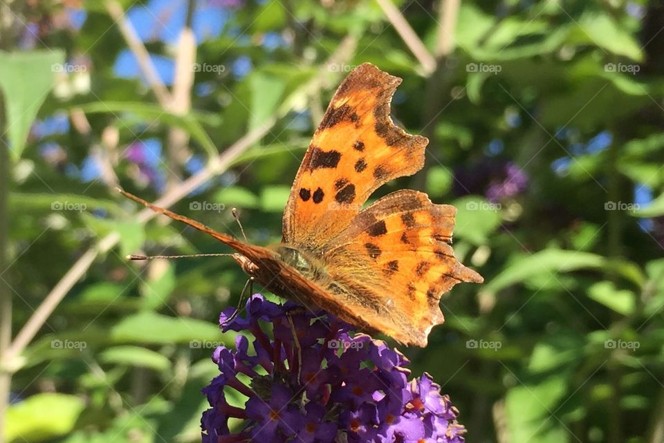 Butterfly in garden 