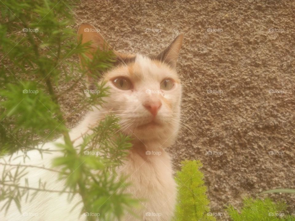 Beautiful cat looking at camera.