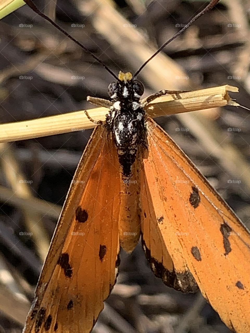 Shape of the butterfly, Countryside (Thailand)