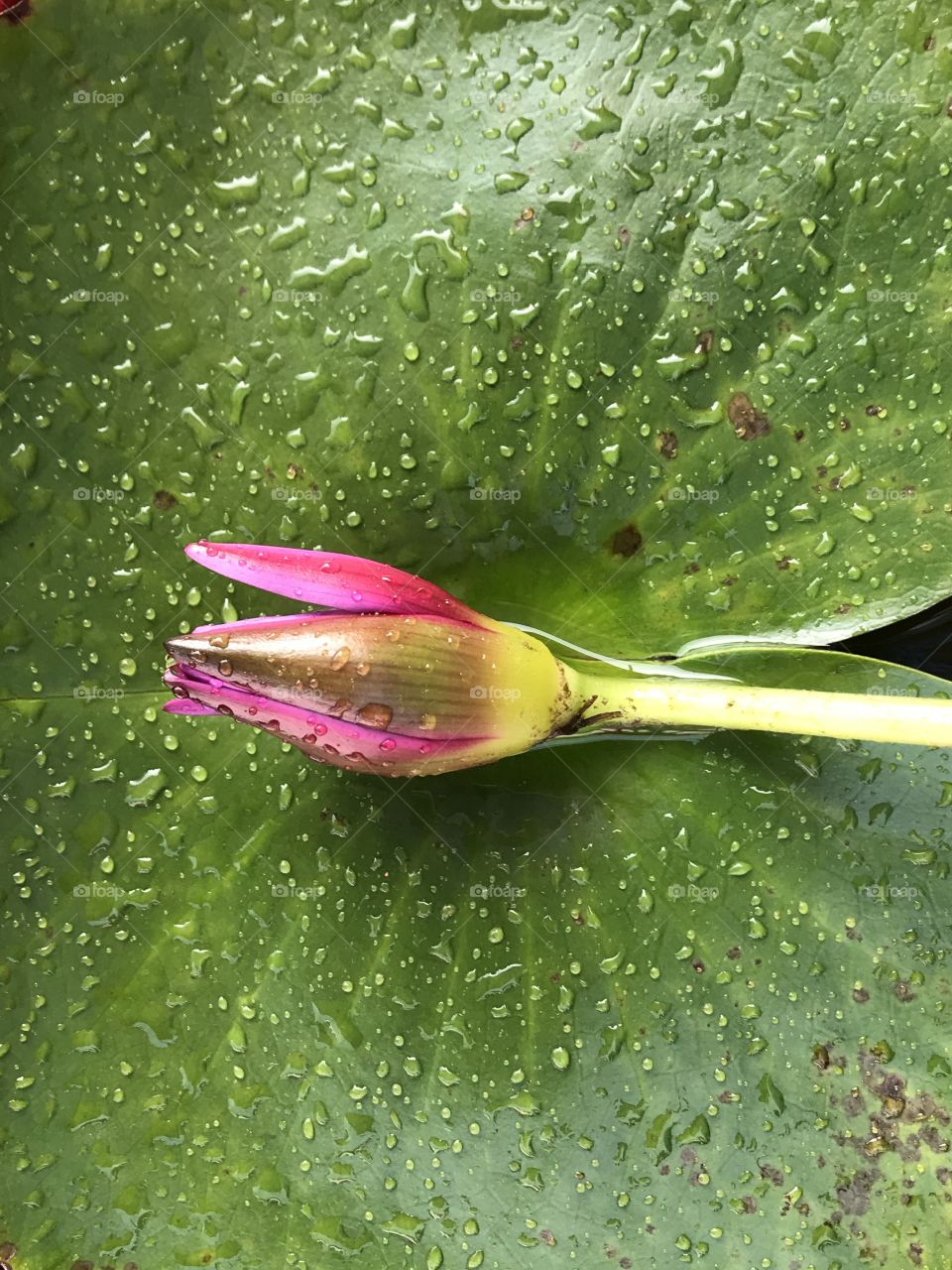 Close up photography of a lotus flower 