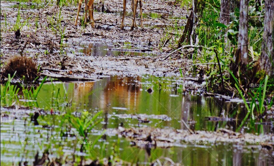 Beautiful Doe and fawn together in the forest and their reflection in a wetland pond.