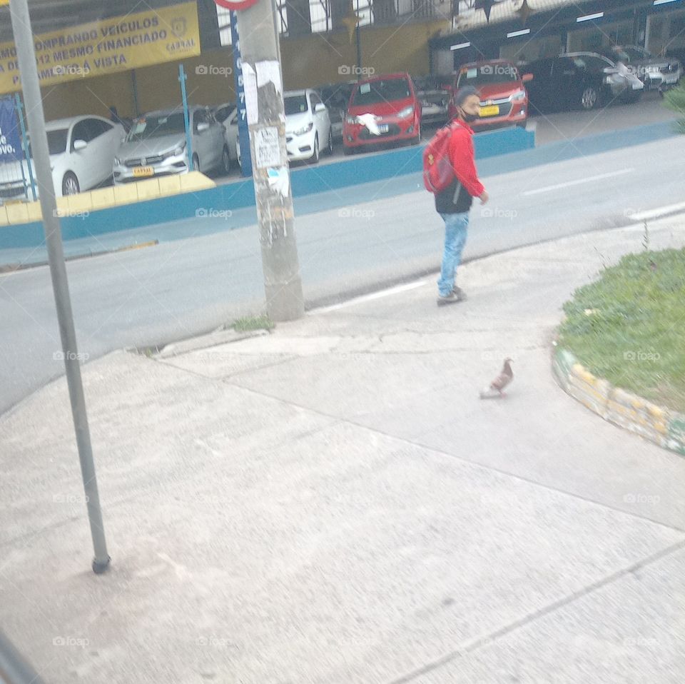 O passeio do passáro