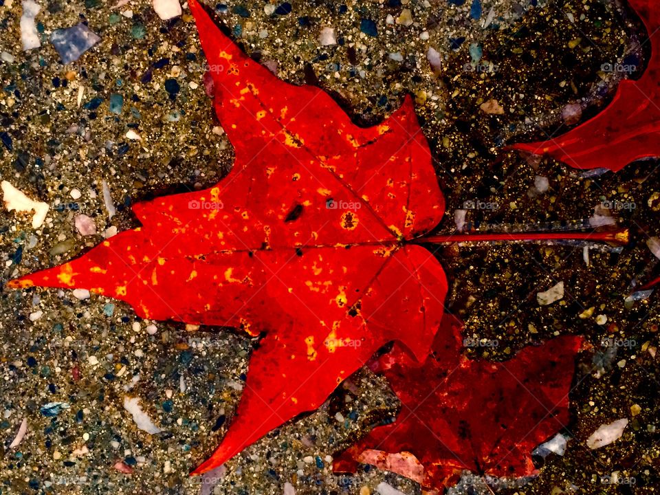 Vermont leaf