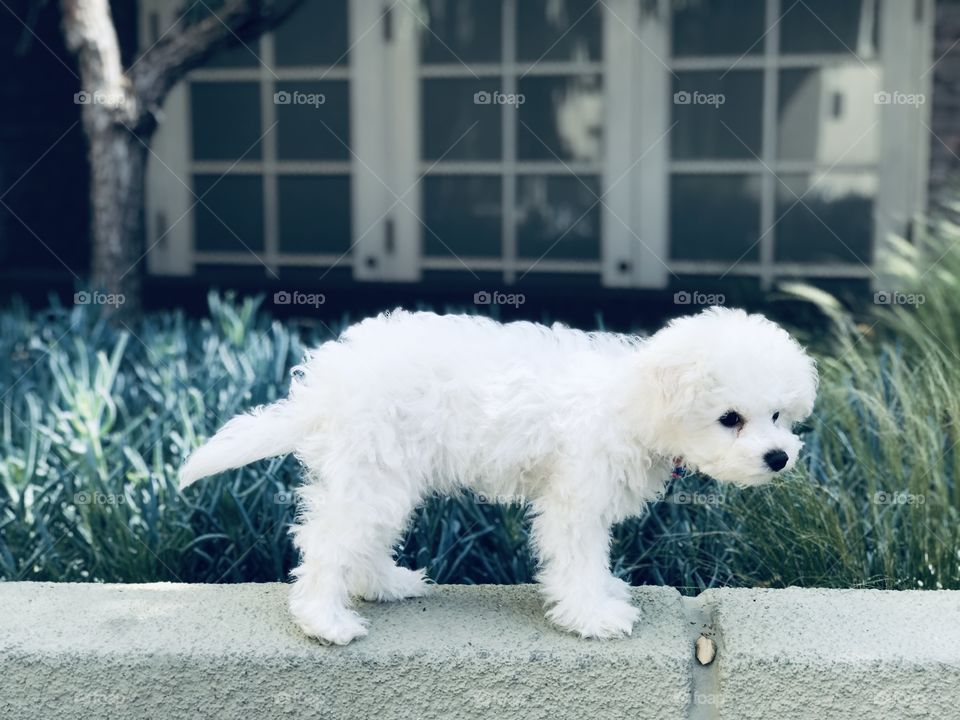 Teddy Puppy, a furry white Bichon, perched upon a small ledge with grasses and French doors as backdrop. 