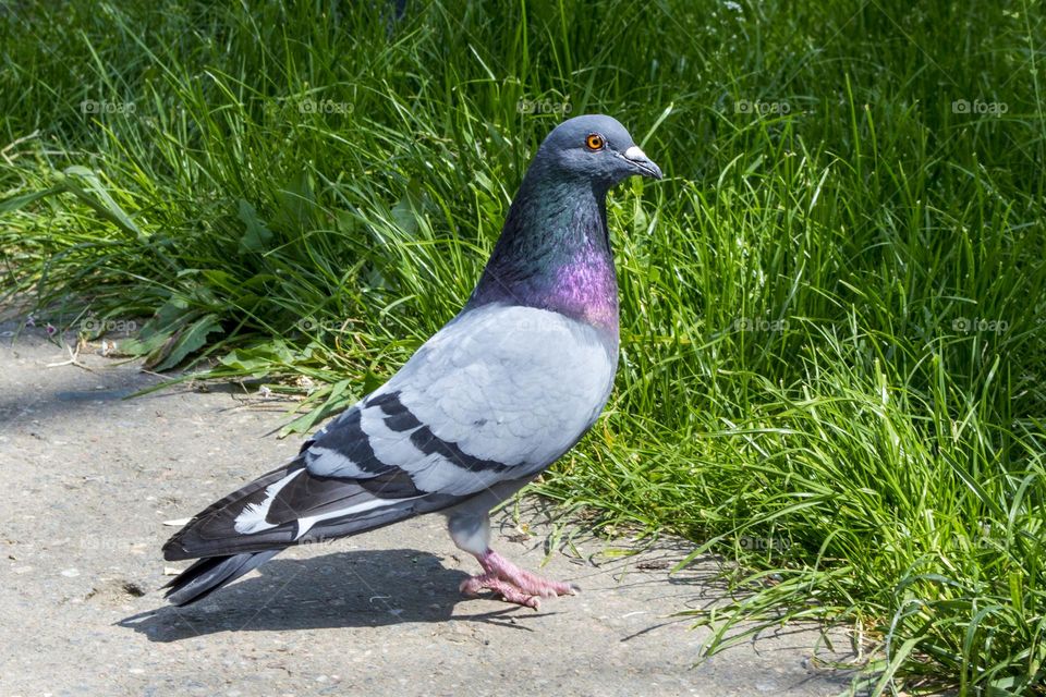 Pigeon.