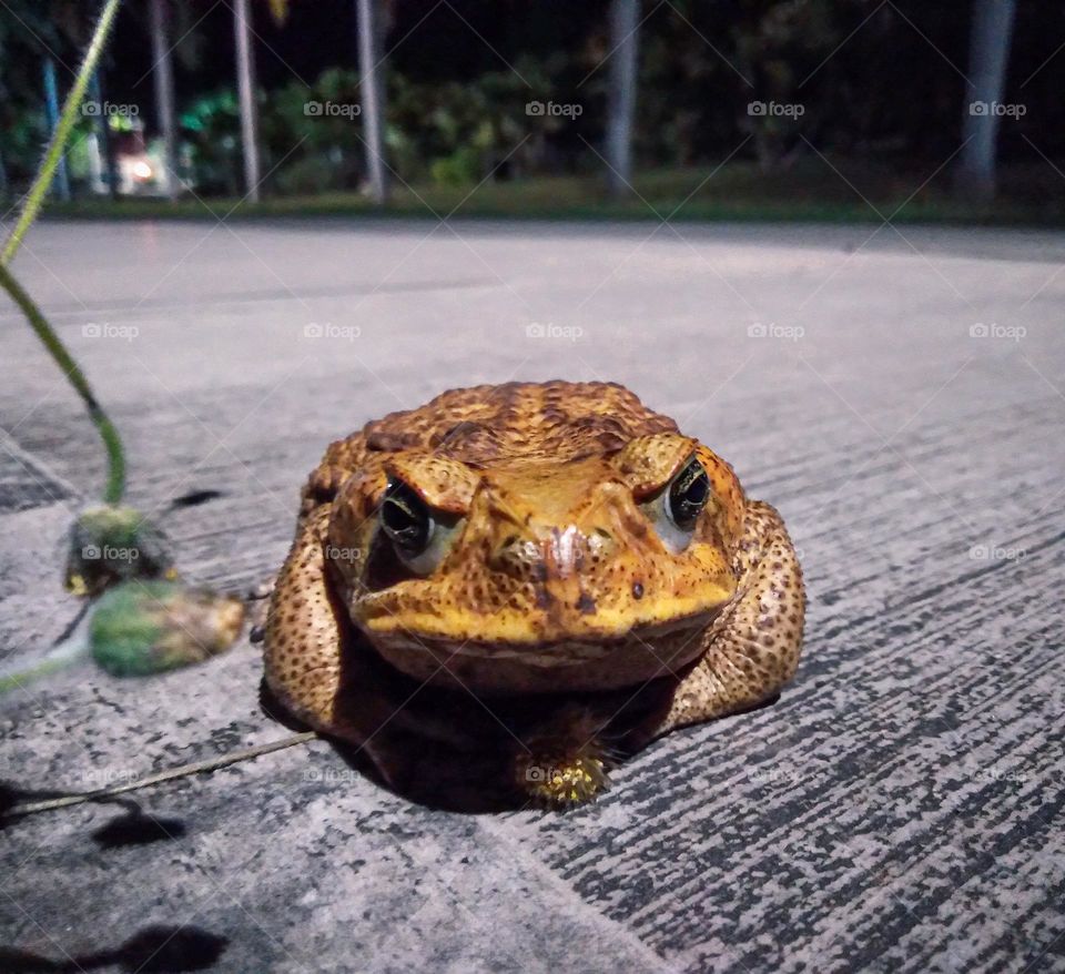 A toad sitting on a sidewalk.