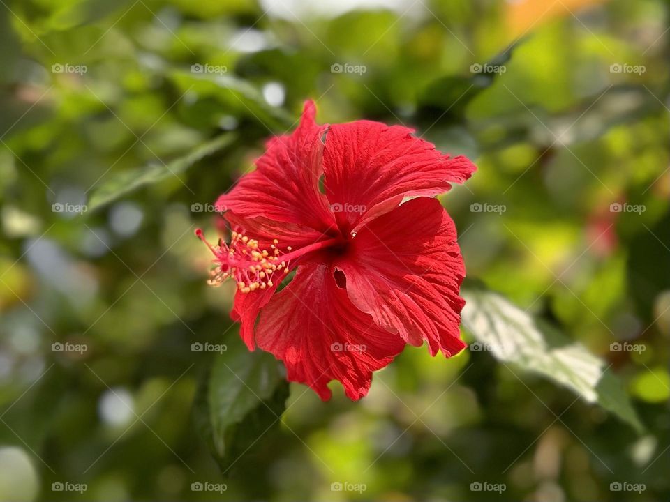 Flower photography - Hibiscus - Red flower 