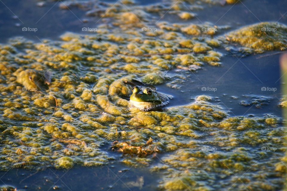 High angle view of bullfrog