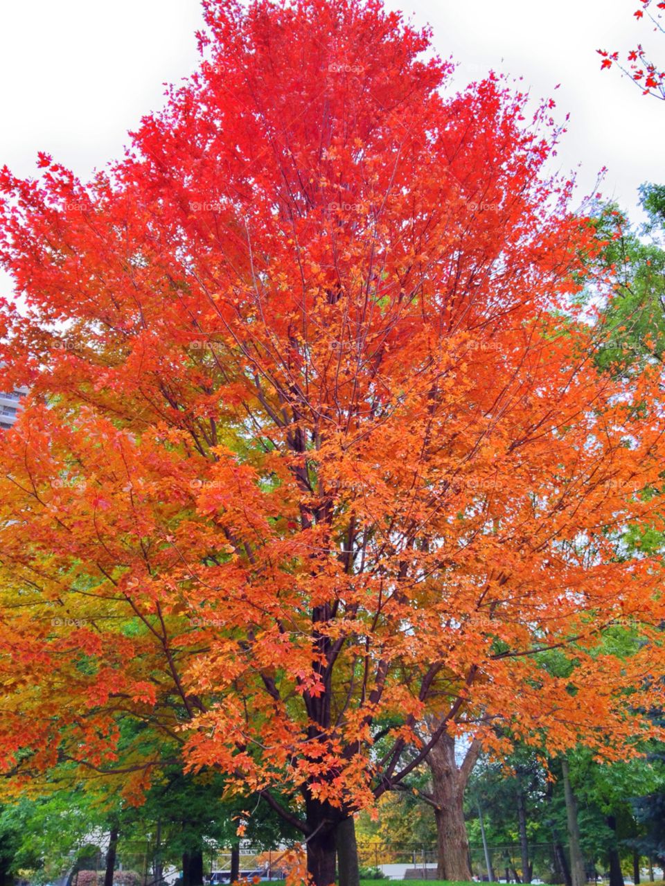 mississauga tree autumn cool by michael_aldsworth