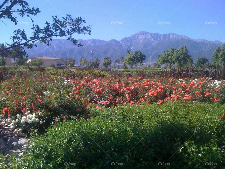 Flower, Landscape, Poppy, No Person, Agriculture