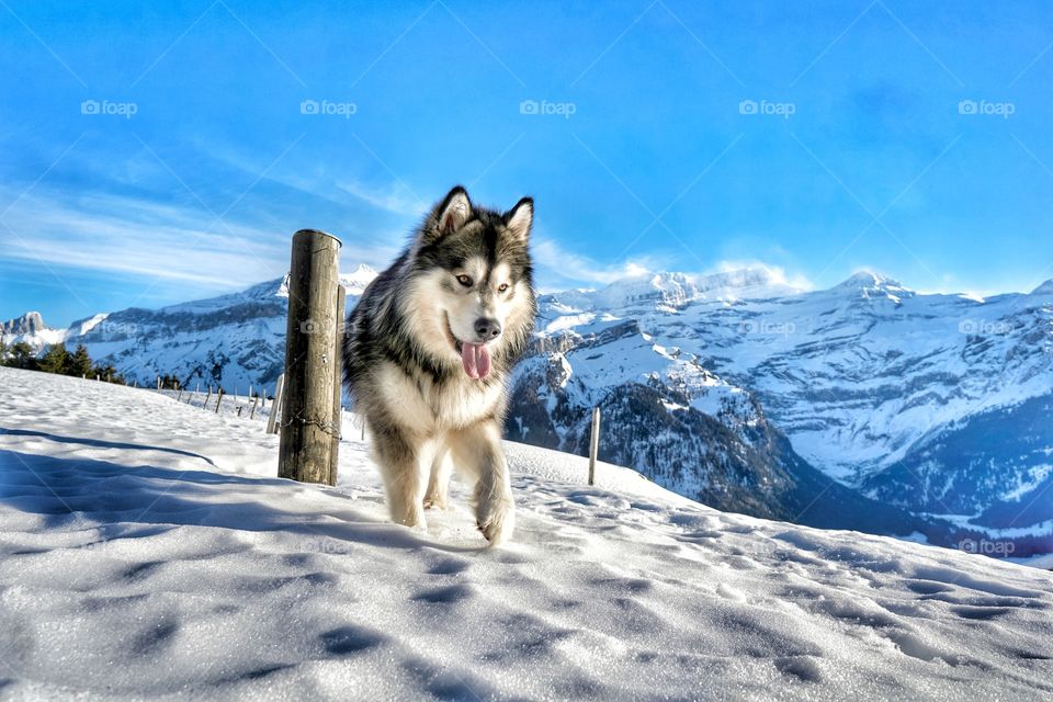 king of the mountains