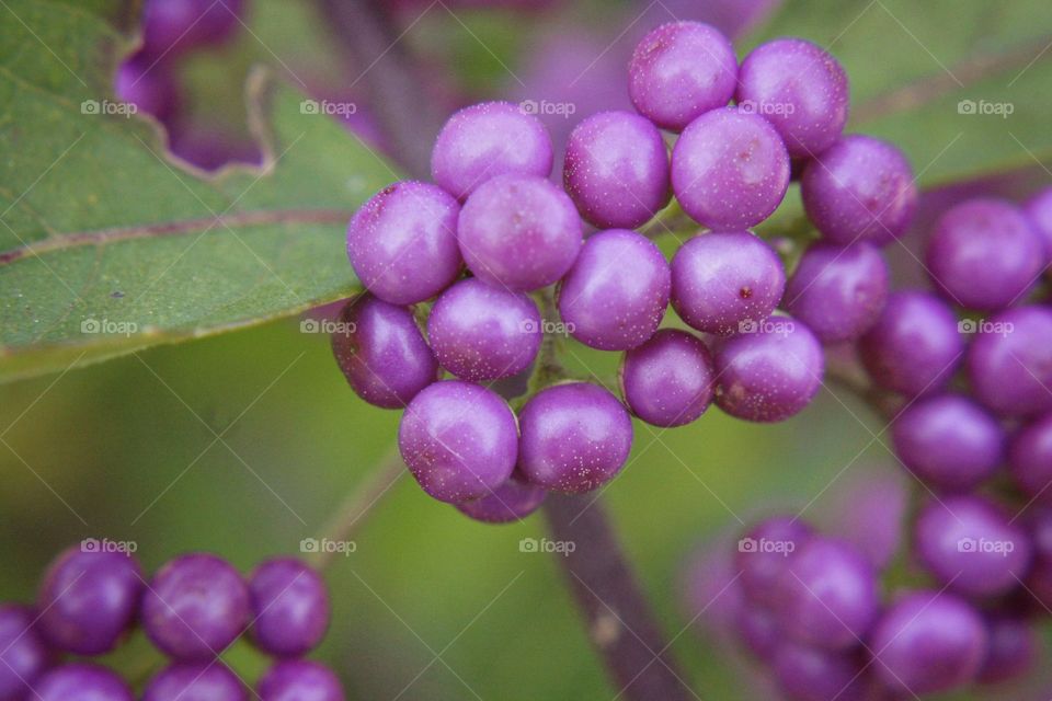 Purple plant tiny blossom fresh