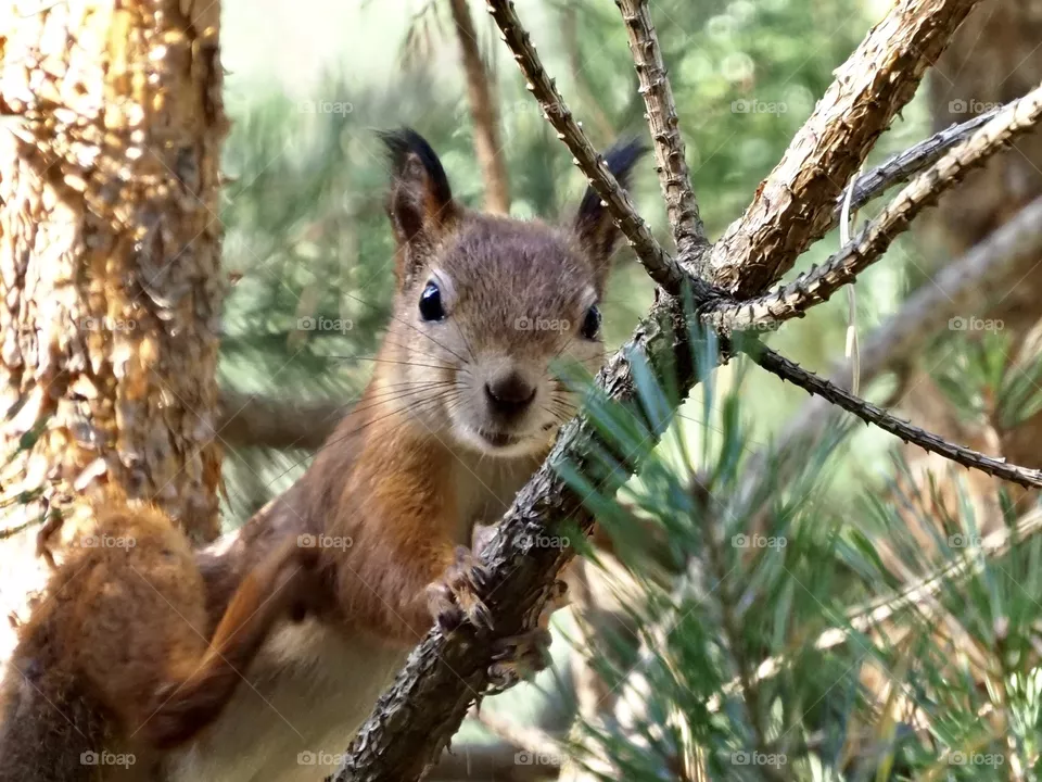 Squirrel